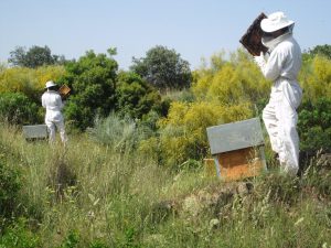 La Junta destina cerca de 9,3 millones de euros en ayudas agroambientales para el sector apícola