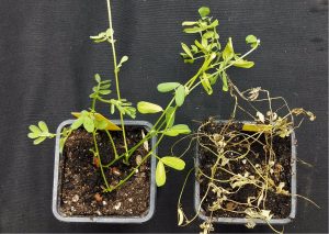 Un grupo del CSIC válida un método de cultivo de lentejas resistente a enfermedades y que evita la pérdida de la cosecha