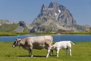 La Diputación de Huesca invita a conocer in situ la ganadería extensiva con visitas guiadas a puertos de montaña