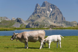 La Diputación de Huesca invita a conocer in situ la ganadería extensiva con visitas guiadas a puertos de montaña