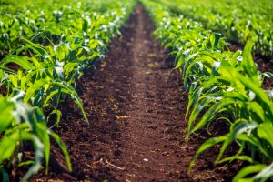 Más de 12.700 agricultores y ganaderos recibirán 10,7 millones por la liquidación de las ayudas directas de la PAC