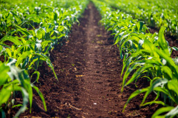 Más de 12.700 agricultores y ganaderos recibirán 10,7 millones por la liquidación de las ayudas directas de la PAC
