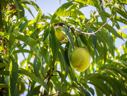 Agricultura establece las nuevas bases para las ayudas a la replantación de parcelas con cultivos destruidos por Xyella