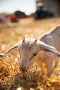 Agricultura mejora las ayudas para la construcción o ampliación de cebaderos de especies bovina, ovina o caprina