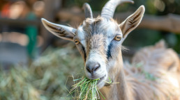 UPA-COAG pide a la Junta mejorar la orden para la concesión de subvenciones a cebaderos de bovino, ovino y caprino