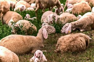 La Comunidad abona más de 49 millones de euros a agricultores y ganaderos en concepto de ayudas de la PAC