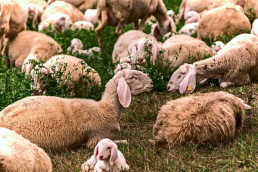 La Comunidad abona más de 49 millones de euros a agricultores y ganaderos en concepto de ayudas de la PAC
