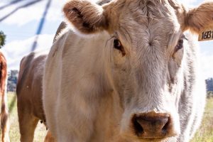 Agricultura convoca ayudas por 250.000 euros para el fomento de razas autóctonas españolas