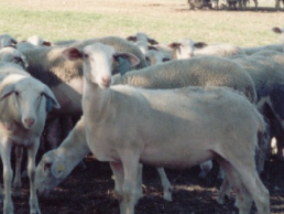 IMIDRA y la Asociación Española de Criadores de Ganado Ovino de Raza Lacaune firman un convenio para mejorar esta raza