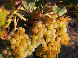 Asaja León carga contra la Junta por autorizar el uso de la uva Godello para los vinos de la DOP Rueda