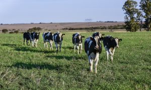 Un total de 286 jóvenes de Toledo han solicitado ayudas de la Junta para incorporarse a la agricultura y la ganadería