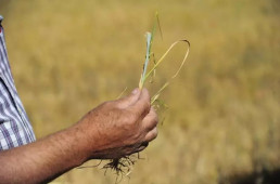 Agricultura abona 4,2 millones de euros de la Fase 2 de ayudas directas extraordinarias contra la sequía