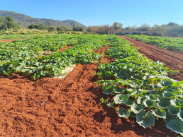 Cooperativas Agroalimentarias lamenta la pérdida de un 3,1% de superficie agraria en el último año en Baleares