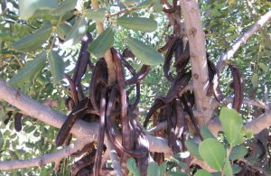Agricultura busca revitalizar el cultivo del algarrobo para apostar por la sostenibilidad ambiental