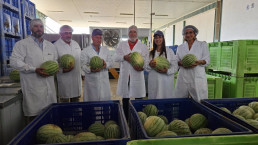 La producción de sandía en la Región se incrementará casi un 22% esta campaña