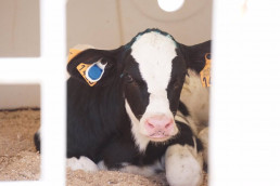 Fundación Bezos colabora con el CSIC en el desarrollo de vacunas para reducir emisiones de metano del ganado