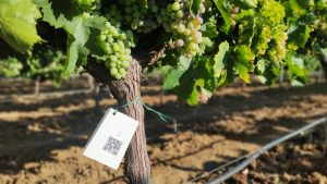 Cicytex estudia estrategias para el manejo de cultivos en situaciones de extrema sequía y golpes de calor