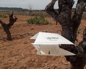 Agricultura inicia una campaña sostenible para proteger a los viñedos de la polilla del racimo de la vid