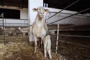 Asaja critica "las limitaciones" introducidas en las ayudas de la Diputación a agricultores y ganaderos