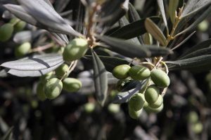 Agricultura ensaya con éxito un sistema de riego subterráneo para olivos que mantiene la producción y calidad del aceite