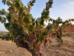 APAG Extremadura Asaja exige que se anticipe el 70% de las ayudas de la PAC el 16 de octubre ante la crisis del sector