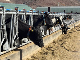 Destinan 200.000 euros en ayudas a la reposición de vacuno de leche con novillas nacidas en Canarias