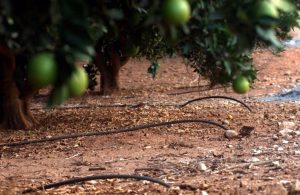 Agricultura fija las nuevas bases para las ayudas a la modernización de infraestructuras y sistemas de riego