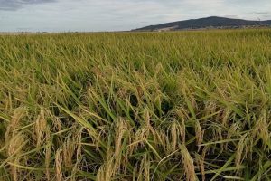 Aprobada una campaña de tratamiento fitosanitario contra la pudenta del arroz en Vegas del Guadiana y en el Alagón