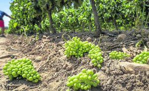 Agricultura iniciará en octubre el abono de 1,2 millones de las ayudas a la cosecha en verde de uva para vinificación