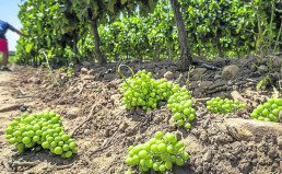 Agricultura iniciará en octubre el abono de 1,2 millones de las ayudas a la cosecha en verde de uva para vinificación