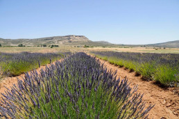 La CARM abona cerca de 20 millones para favorecer la actividad de los agricultores de ecológico de la Región de Murcia