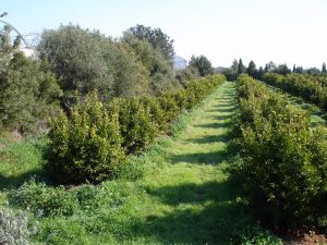 La superficie ecológica andaluza aumenta un 88% en una década y supera los 1,5 millones de hectáreas