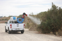 Ecologistas pide tratar con larvicida contra mosquitos los entornos inundados de pueblos o 