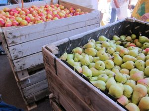 UAGA-COAG advierte de prácticas "deshonestas" e incumplimiento de la ley en el mercado de la fruta