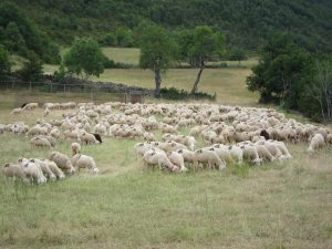 Aragón trabaja para contener el foco de lengua azul, que afecta a una explotación de la Ribagorza