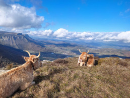 Álava publica con 400.000 euros las ayudas para las explotaciones afectadas por la enfermedad hemorrágica epizoótica