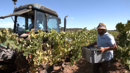 Ronda vuelve a adelantar su vendimia, marcada por variedades singulares de vinos tranquilos, tintos y blancos