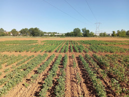 La Junta evalúa la adaptación de cultivos aptos para celíacos como quinoa, mijo o sorgo al clima de CyL