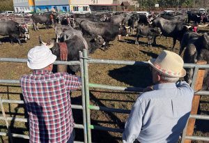 Cantabria no prohibirá las ferias por la enfermedad hemorrágica y deja la decisión a los ayuntamientos