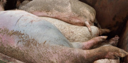 Asaja CLM rechaza la nueva normativa autonómica para gestionar el estiércol porcino y avisa de perjuicios para el sector