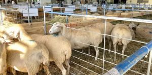 Aragón va a disponer en un mes o mes y medio las vacunas frente a la lengua azul