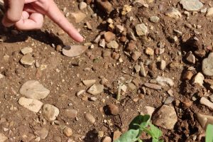 La UAGR-COAG agradece la "celeridad" de Agricultura en actuar por la plaga de topillos