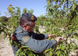 La Guardia Civil investiga a dos empresarios agrícolas por multiplicación de variedades vegetales protegidas