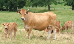 Unión de Uniones pide a administraciones cooperación para evitar un impacto de EHE similar al del año pasado