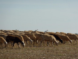 C-LM convocará ayudas al pastoreo controlado para reforzar los trabajos preventivos frente a los incendios forestales