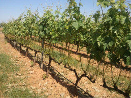 Más de 3.500 agricultores extremeños reciben 6 millones de las ayudas extraordinarias al sector del viñedo de la Junta