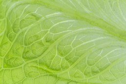 Investigadores españoles crean una super lechuga rica en antioxidantes, inmunoestimulantes y potenciadoras de la memoria