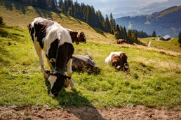 El Gobierno central destina a la Región 52.879 euros para combatir enfermedades animales y mantener su estatus sanitario