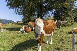 La secretaria de Estado reafirma que la ganadería extensiva es una de las piezas clave en el desarrollo rural extremeño