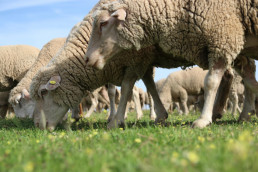 El Departamento de Agricultura adquiere un primer lote de vacunas contra la enfermedad de la lengua azul